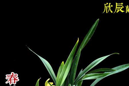 兰花大团圆是什么品种