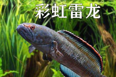 钴蓝雷龙为什么那么贵