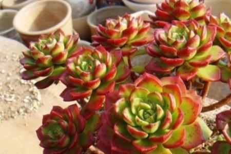 摩根多肉养殖方法