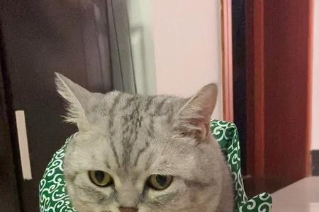 猫会生气离家出走吗