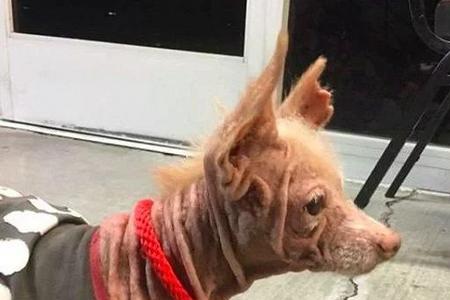 为啥狗狗一见人就扭扭咧咧