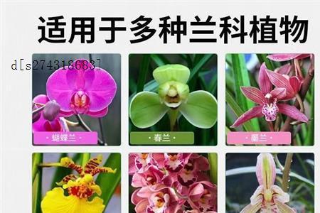 兰花刚上盆用兰菌王还是兰灵王