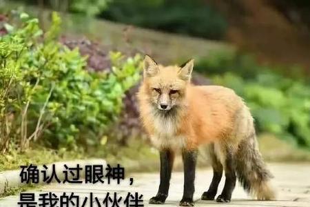 怎么让动物听懂人话