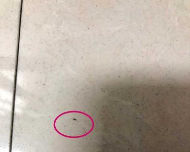 家里特别小的虫子是什么虫