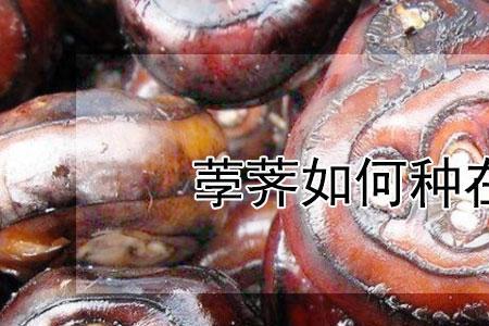 马蹄种在鱼缸里可以不