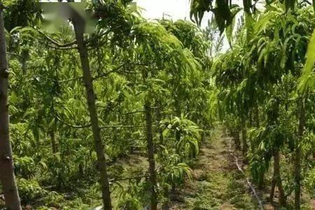 桃树的应用形式