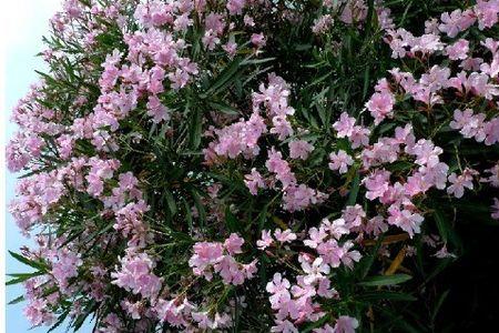 竹桃花有毒吗