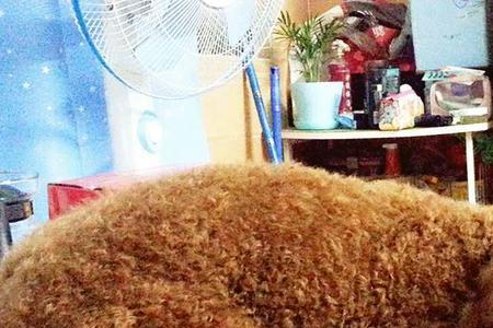 未成年可以去宠物医院吗