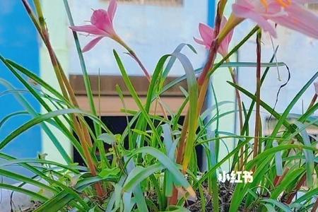 韭莲开过花后要修剪吗