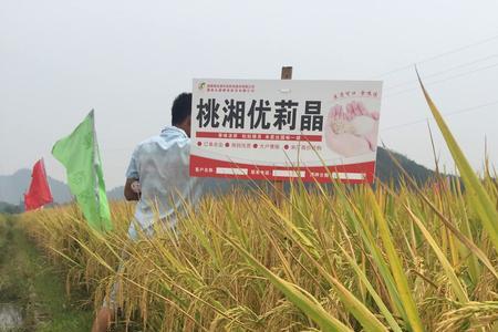 圣稻23审定公告