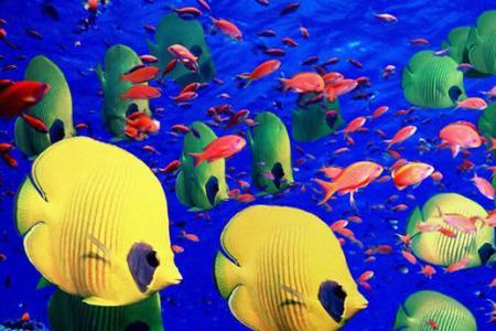 海底世界有许多什么的海洋生物