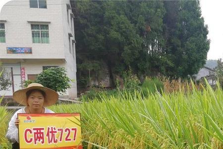 松泽611水稻品种出米率