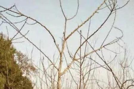 杏树枝子能种成树吗