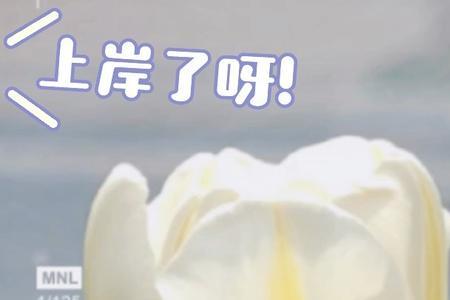 我的郁金香女友各个人物结局