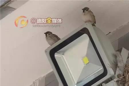 麻雀在墙洞筑巢了怎么赶走