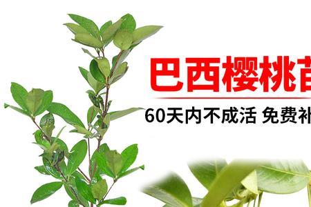 巴西甜樱桃树优缺点