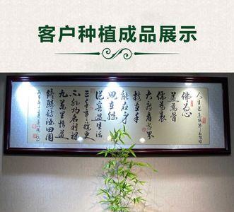 小叶簕竹怎么捆绑