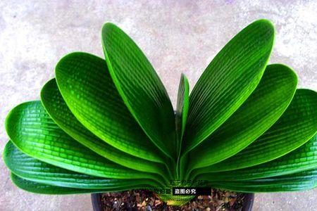君子兰圆头和尖头哪种好