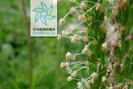 车前放鱼是什么意思