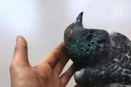 鸽子头毛立起来的原因