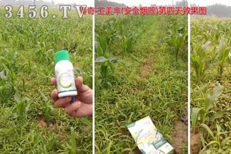 野玉米用什么锄草药好