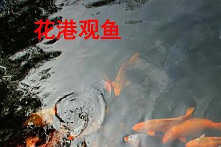 鱼儿什么时候喜欢游到岸边