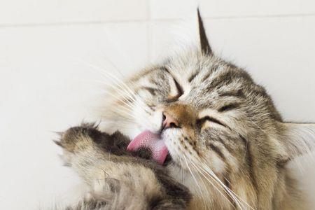 猫咪舔我的脸是啥意思