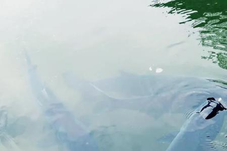 宿鸭湖青鱼喂什么