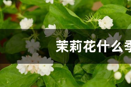 8月份适合买茉莉花吗