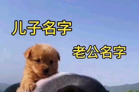 好白菜都被猪拱了的下一句
