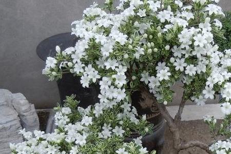 六月雪嫁接法