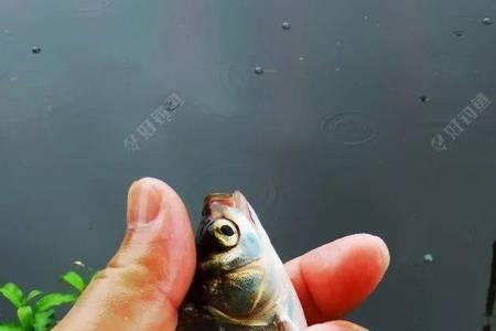 红尾涨水好钓还是退水好钓