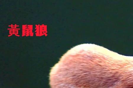 白色黄鼠狼是什么动物