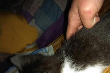 从别人家拉来的猫怎样才能接触