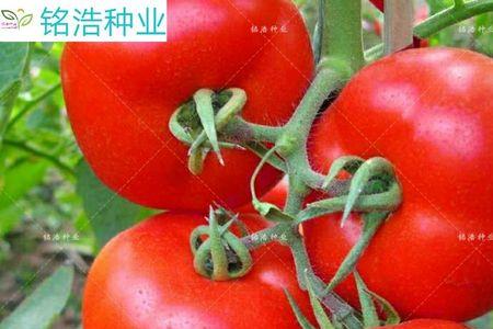 西红柿一点红阴天能抹吗