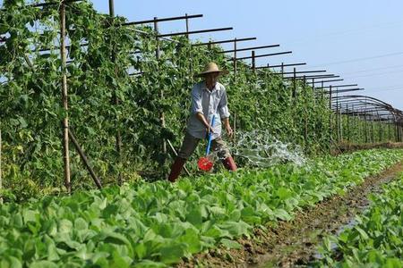 河边污泥挖回来种菜有没有毒