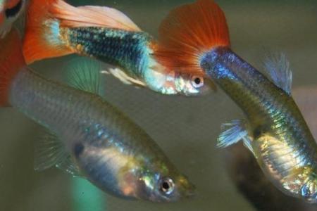 孔雀鱼退化最佳方法