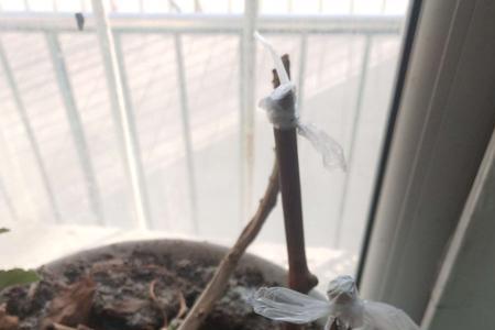 葡萄藤种下多久发芽