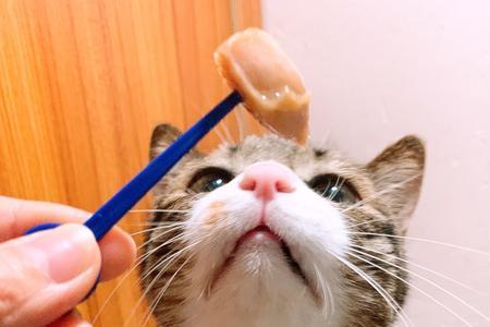 50天的猫可以吃猫条吗