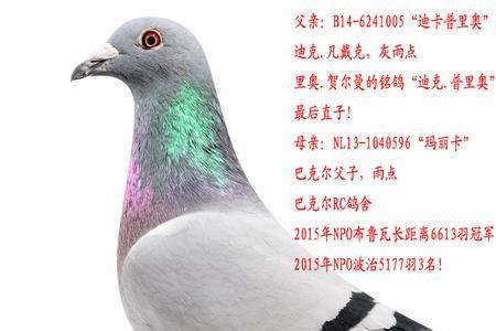 迪卡667优点与缺点