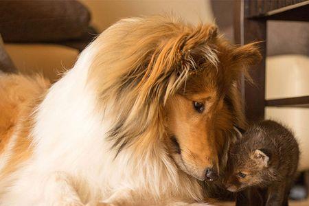 狐狸和牧羊犬的道理