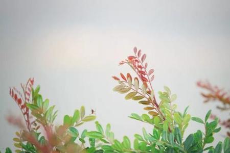 处处绿杨堪系马的解释的意思