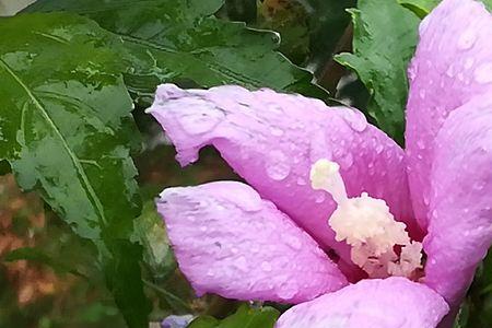 雨中即景，怎么解释