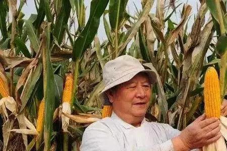 河南南部八月十五收玉米了吗