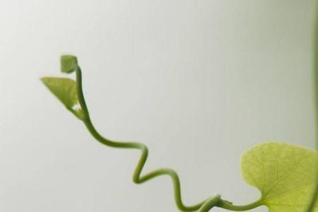 人微言轻下一句意思