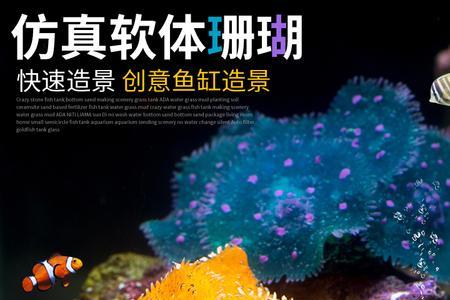 能与珊瑚混养的海胆