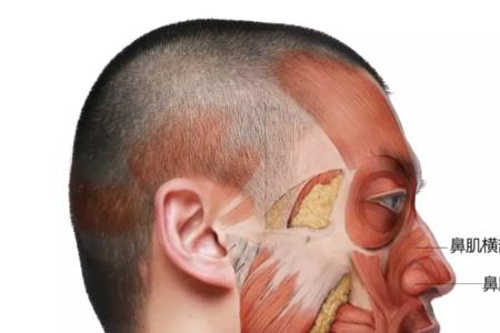 横鼻竖眼什么意思