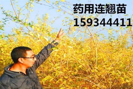 连翘种植的成本和利润