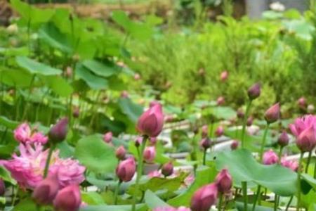 花草莲这样的字都与什么有关