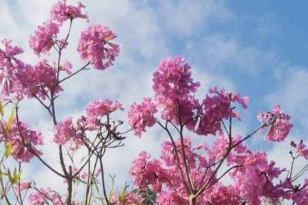 紫花风铃小苗什么时候修剪